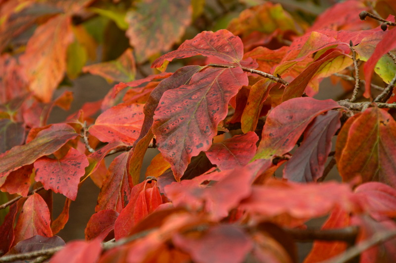 Herbstliche Blätter